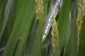 Water drops on the plant Royalty Free Stock Photo